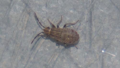 Peritrechus sp.